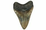 Serrated, Fossil Megalodon Tooth - North Carolina #336957-2